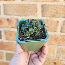 Load image into Gallery viewer, Crassula Buddha&#39;s Temple - 66mm

