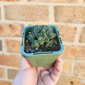 Crassula Buddha's Temple - 66mm