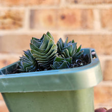 Load image into Gallery viewer, Crassula Buddha&#39;s Temple - 66mm
