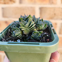 Load image into Gallery viewer, Crassula Buddha&#39;s Temple - 66mm
