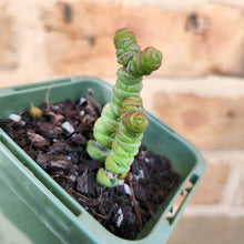 Load image into Gallery viewer, Crassula Rupestris Miniature Form - 66mm
