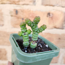 Load image into Gallery viewer, Crassula Rupestris Miniature Form - 66mm
