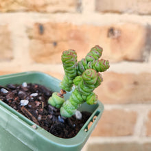 Load image into Gallery viewer, Crassula Rupestris Miniature Form - 66mm
