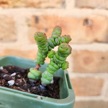 Load image into Gallery viewer, Crassula Rupestris Miniature Form - 66mm

