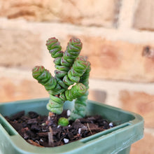 Load image into Gallery viewer, Crassula Rupestris Miniature Form - 66mm
