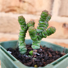 Load image into Gallery viewer, Crassula Rupestris Miniature Form - 66mm
