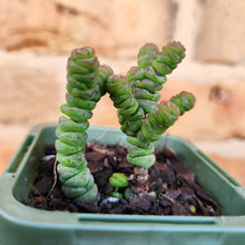Load image into Gallery viewer, Crassula Rupestris Miniature Form - 66mm
