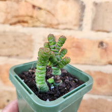Load image into Gallery viewer, Crassula Rupestris Miniature Form - 66mm

