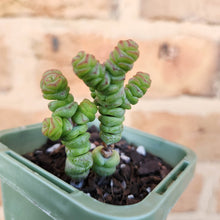 Load image into Gallery viewer, Crassula Rupestris Miniature Form - 66mm
