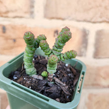 Load image into Gallery viewer, Crassula Rupestris Miniature Form - 66mm
