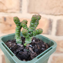 Load image into Gallery viewer, Crassula Rupestris Miniature Form - 66mm
