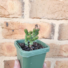 Load image into Gallery viewer, Crassula Rupestris Miniature Form - 66mm
