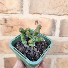 Load image into Gallery viewer, Crassula Rupestris Miniature Form - 66mm
