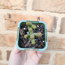 Load image into Gallery viewer, Crassula Rupestris Miniature Form - 66mm
