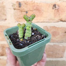 Load image into Gallery viewer, Crassula Rupestris Miniature Form - 66mm
