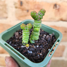 Load image into Gallery viewer, Crassula Rupestris Miniature Form - 66mm
