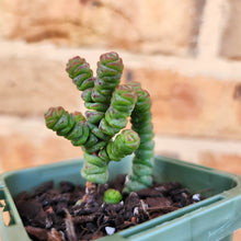 Load image into Gallery viewer, Crassula Rupestris Miniature Form - 66mm
