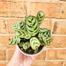Load image into Gallery viewer, Ctenanthe burle marxii Fishbone Prayer Plant - 105mm
