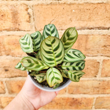 Load image into Gallery viewer, Ctenanthe burle marxii Fishbone Prayer Plant - 105mm
