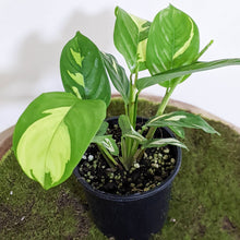 Load image into Gallery viewer, Ctenanthe pilosa Golden Mosaic - 100mm
