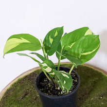 Load image into Gallery viewer, Ctenanthe pilosa Golden Mosaic - 100mm
