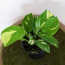 Load image into Gallery viewer, Ctenanthe pilosa Golden Mosaic - 100mm
