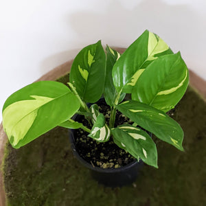 Ctenanthe pilosa Golden Mosaic - 100mm