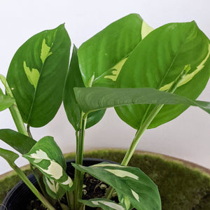 Ctenanthe pilosa Golden Mosaic - 100mm