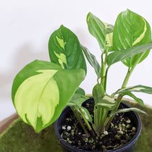 Load image into Gallery viewer, Ctenanthe pilosa Golden Mosaic - 100mm
