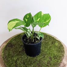 Load image into Gallery viewer, Ctenanthe pilosa Golden Mosaic - 100mm
