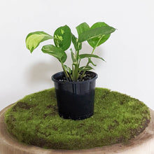 Load image into Gallery viewer, Ctenanthe pilosa Golden Mosaic - 100mm
