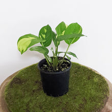Load image into Gallery viewer, Ctenanthe pilosa Golden Mosaic - 100mm
