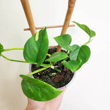Load image into Gallery viewer, Devil&#39;s Ivy (Epipremnum aureum) / Pothos - 100mm

