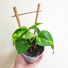 Load image into Gallery viewer, Devil&#39;s Ivy (Epipremnum aureum) / Pothos - 100mm

