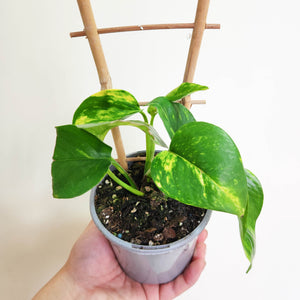 Devil's Ivy (Epipremnum aureum) / Pothos - 100mm