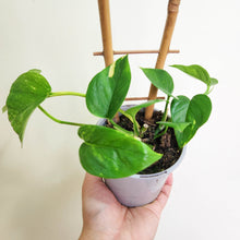 Load image into Gallery viewer, Devil&#39;s Ivy (Epipremnum aureum) / Pothos - 100mm
