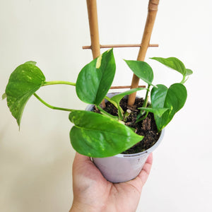 Devil's Ivy (Epipremnum aureum) / Pothos - 100mm