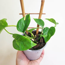 Load image into Gallery viewer, Devil&#39;s Ivy (Epipremnum aureum) / Pothos - 100mm
