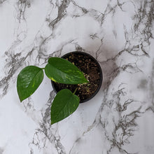 Load image into Gallery viewer, Devil&#39;s Ivy (Epipremnum aureum) / Pothos - 100mm
