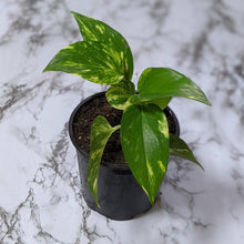 Load image into Gallery viewer, Devil&#39;s Ivy (Epipremnum aureum) / Pothos - 130mm
