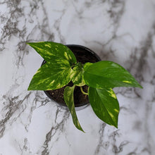 Load image into Gallery viewer, Devil&#39;s Ivy (Epipremnum aureum) / Pothos - 130mm
