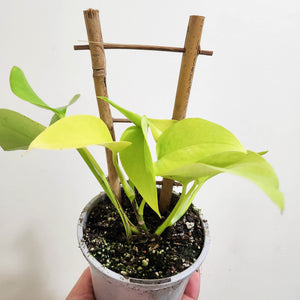 Devil's Ivy 'Goldilocks' (Epipremnum aureum) / Pothos - 105mm