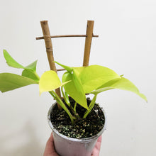 Load image into Gallery viewer, Devil&#39;s Ivy &#39;Goldilocks&#39; (Epipremnum aureum) / Pothos - 105mm
