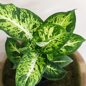 Dieffenbachia Sublime - 130mm