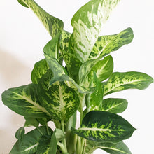 Load image into Gallery viewer, Dieffenbachia Sublime - 130mm
