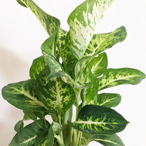 Dieffenbachia Sublime - 130mm