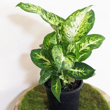 Load image into Gallery viewer, Dieffenbachia Sublime - 130mm
