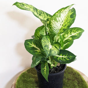 Dieffenbachia Sublime - 130mm