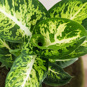 Dieffenbachia Sublime - 130mm