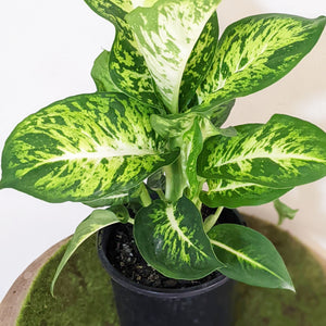 Dieffenbachia Sublime - 130mm